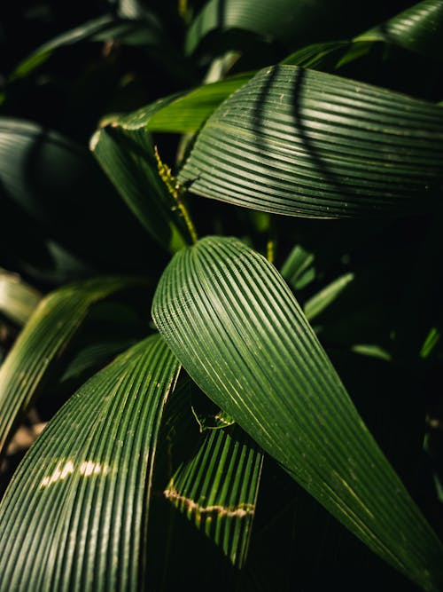 Fotos de stock gratuitas de de cerca, hierba de palma, hojas verdes