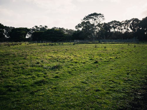 Green Grassland in Countryside