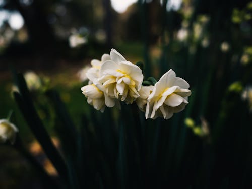 A close up of some white flowers in the grass