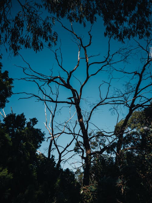 Foto profissional grátis de árvore, céu limpo, descoberto