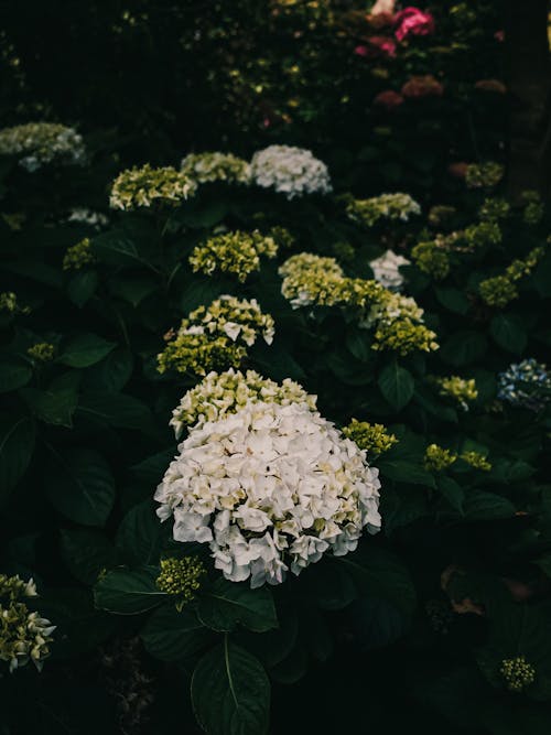 beyaz, bitkiler, çalı içeren Ücretsiz stok fotoğraf