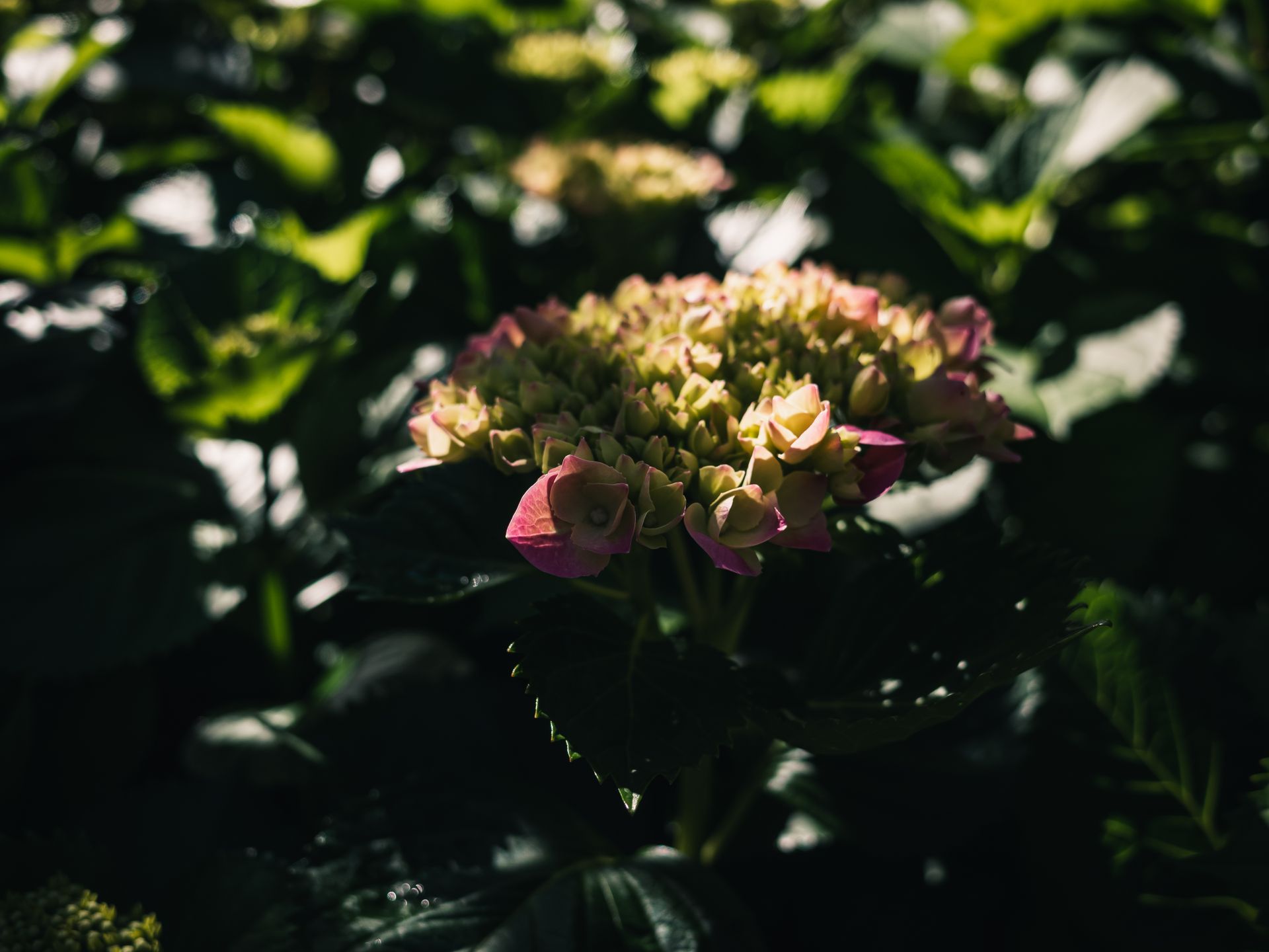 Close-up of a Blooming Hydrangea