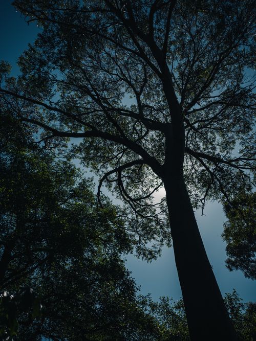 Free Low angle view of a silhouetted tree with sunlight filtering through its branches. Stock Photo