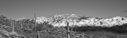 Free stock photo of arizona, cactus, desert