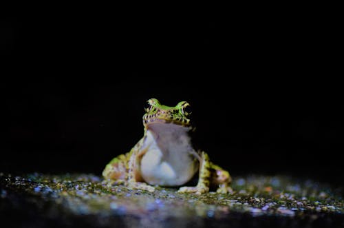 Безкоштовне стокове фото на тему «Вибірковий фокус, жаба, земноводні»