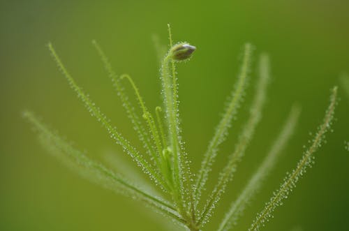 A close up of a plant with a small drop of water