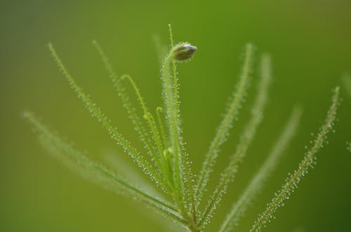 Gratis lagerfoto af frisk, grøn baggrund, natur