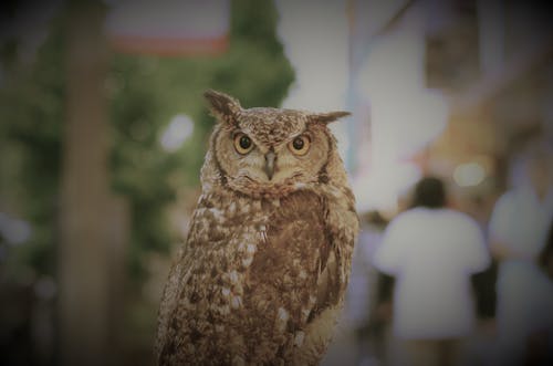 A large owl sitting on a pole in the city