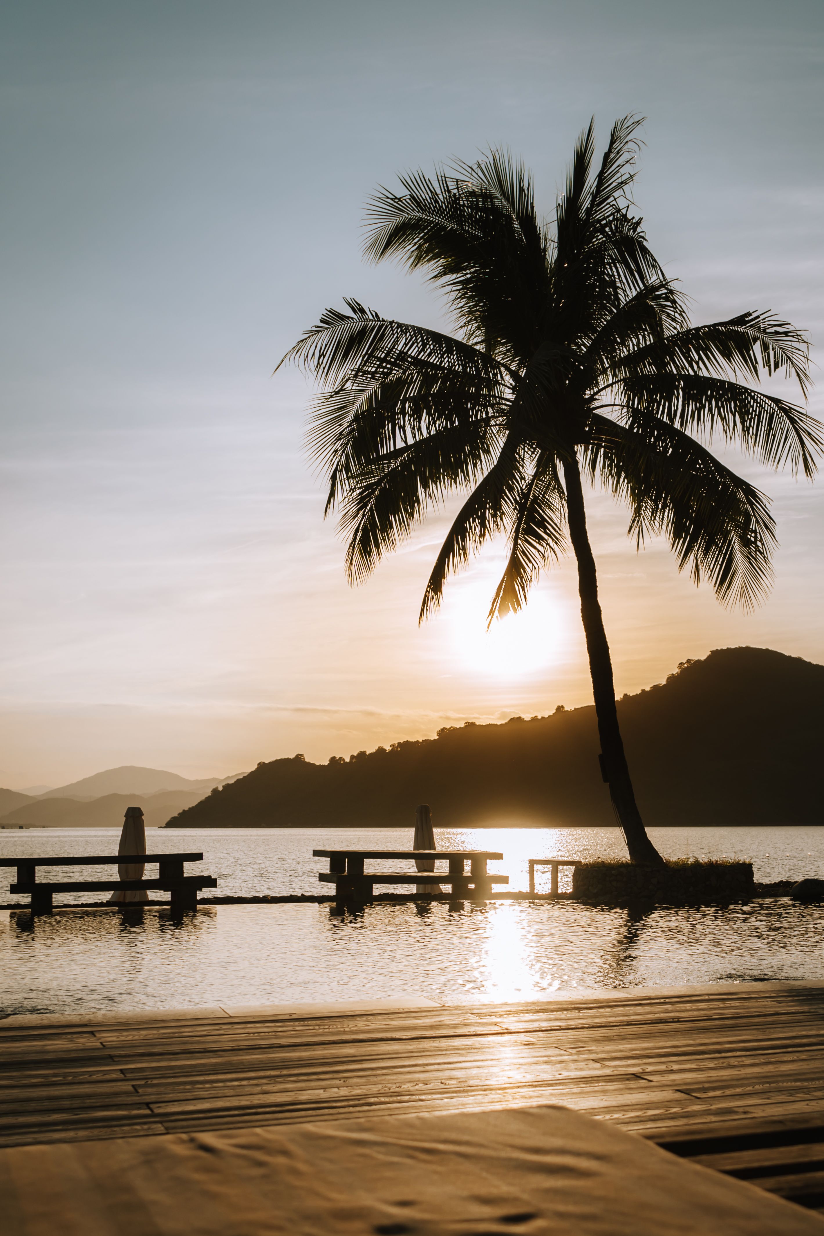 Palm Tree on Sea Coast at Sunset · Free Stock Photo