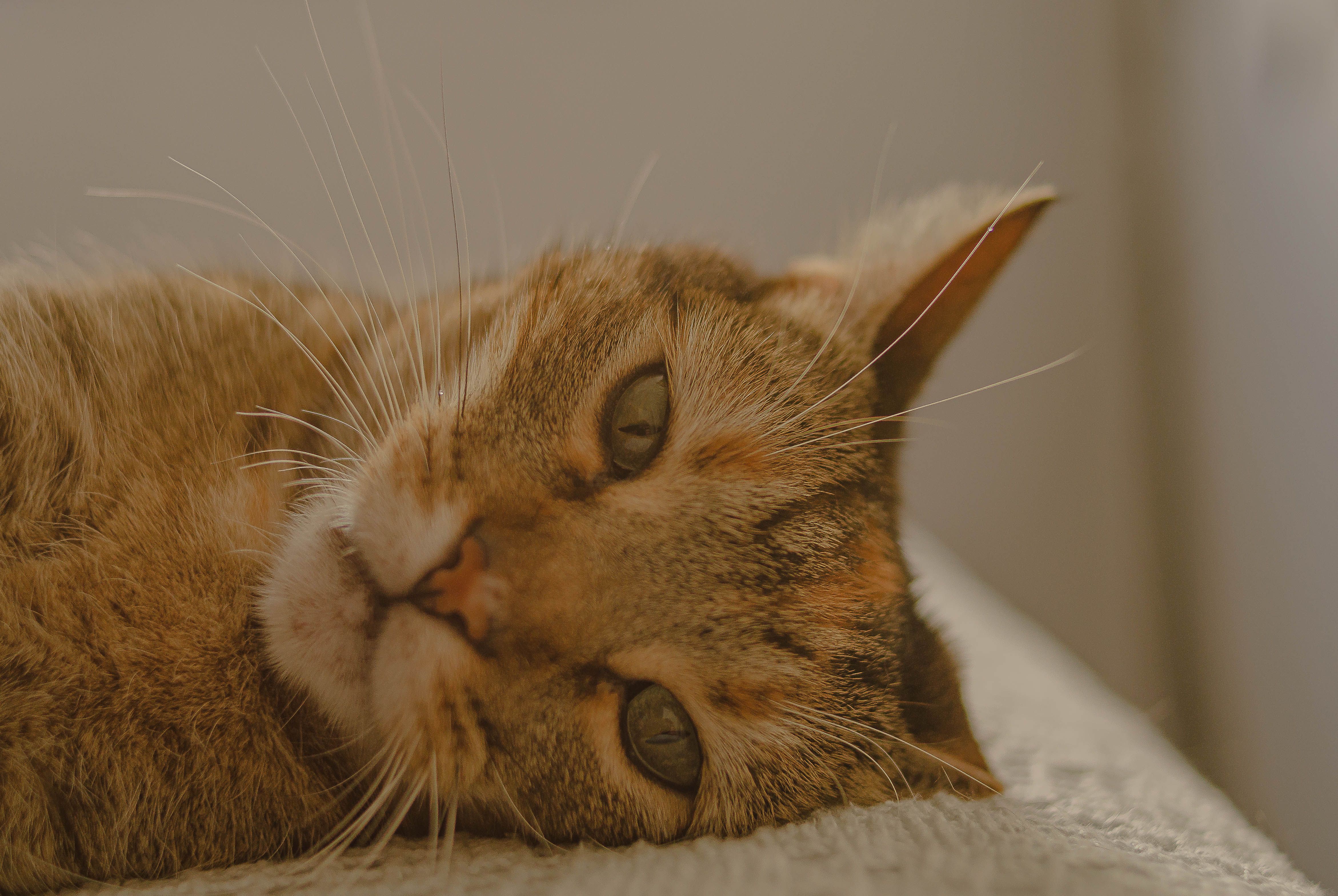 Um retrato em close de um gato tigrado deitado confortavelmente, com foco suave em sua expressão pacífica.