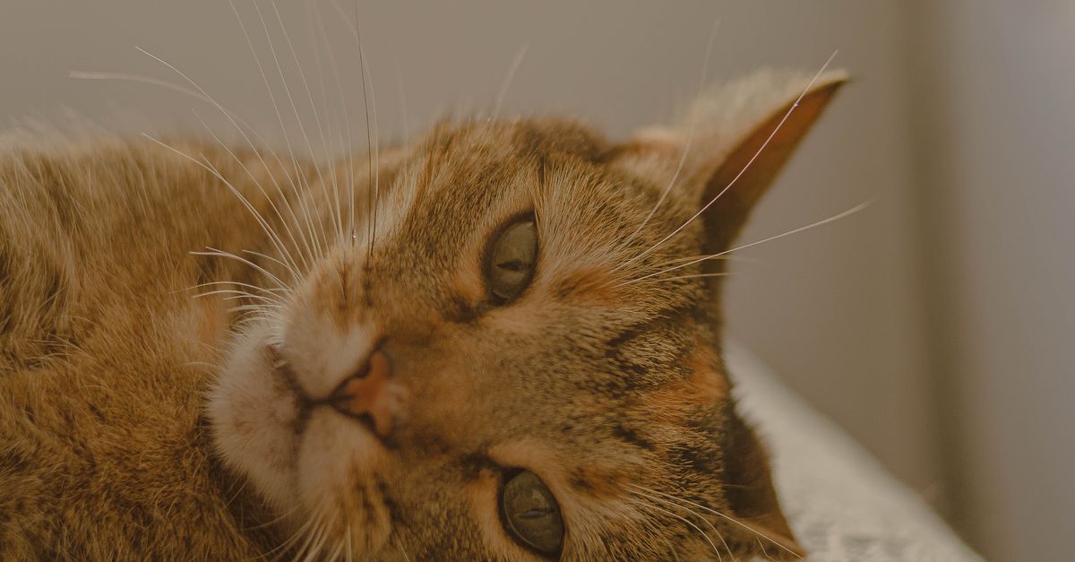 Um retrato em close de um gato tigrado deitado confortavelmente, com foco suave em sua expressão pacífica.