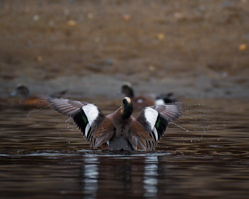 A duck flaps its wings in the water