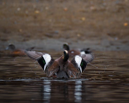 Duck in Water