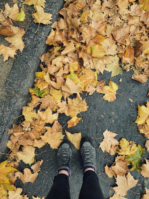 Kostenloses Stock Foto zu blätter, getrocknet, herbst