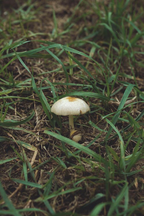 간, 버섯, 셀렉티브 포커스의 무료 스톡 사진