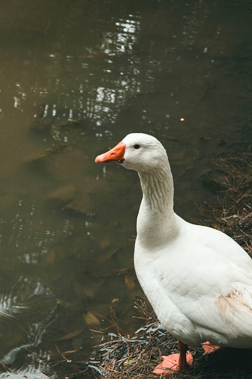 Goose by Pond
