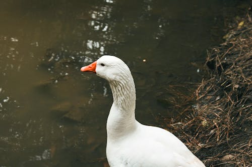 White Goose by Pond