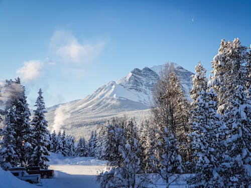 Mountain and Evergreen Forest in Winter