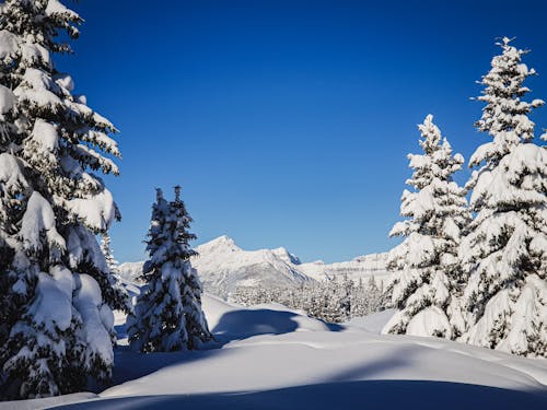 Clear Sky over Evergreen Trees in Snow