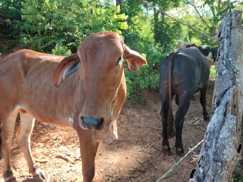 Çiftlik, Çiftlik hayvanı, hayvancılık içeren Ücretsiz stok fotoğraf