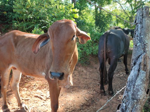 Foto profissional grátis de animal da fazenda, campos agrícolas, chácara