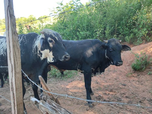 Gratis stockfoto met boerderij, boerderij veld, boerderijdier