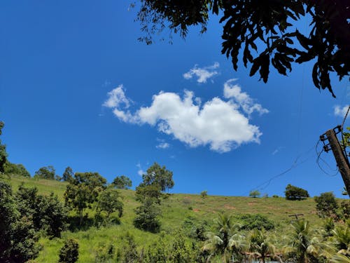 Darmowe zdjęcie z galerii z błękitne niebo, hodowla zwierząt, pole rolnicze