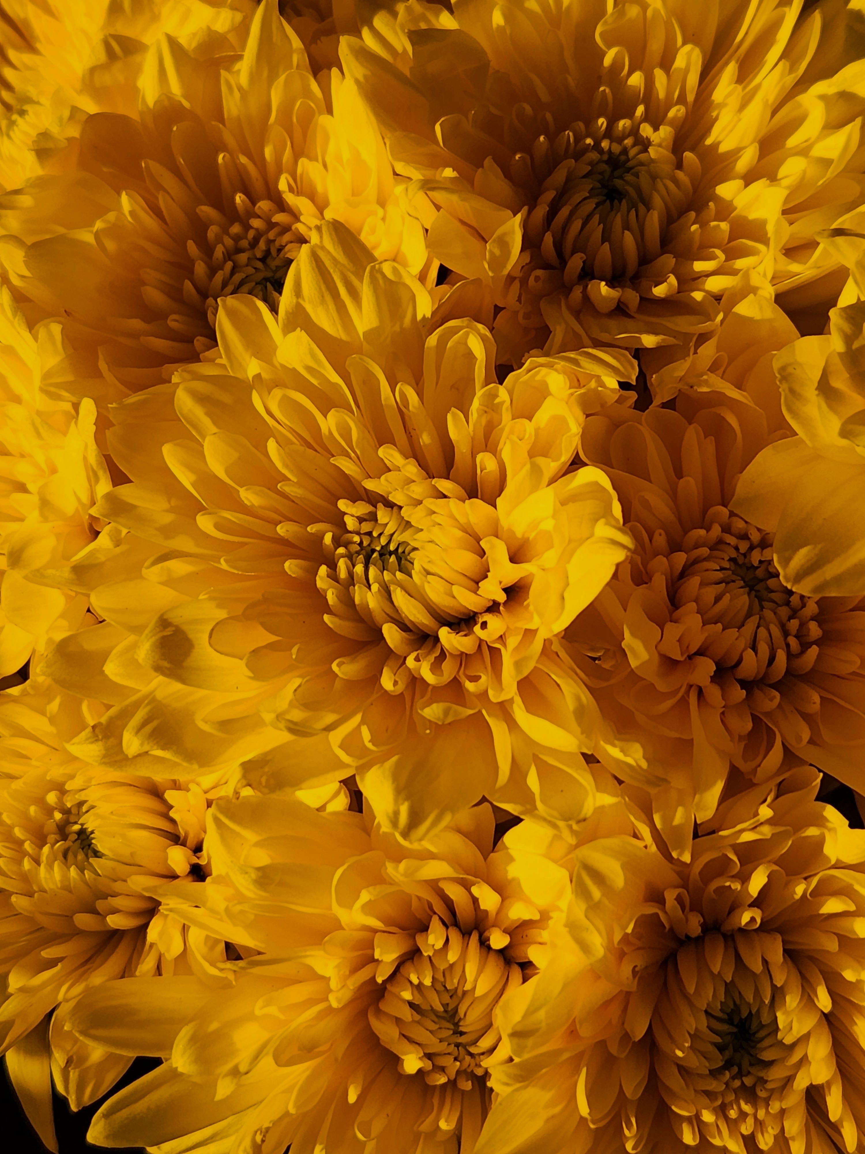 Close-up of vibrant yellow chrysanthemums showcasing their intricate petals.