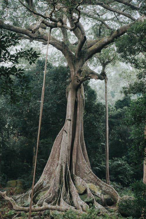 Foto d'estoc gratuïta de arbre, bosc, creixement