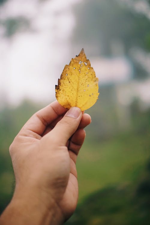 A Person Holding a Leaf