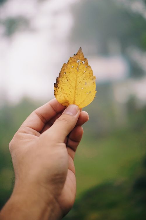 Free A close-up of a hand holding a yellow autumn leaf outdoors with a blurred background. Stock Photo