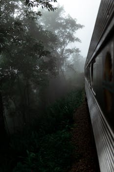 一列火车穿过雾蒙蒙的森林，风景优美，捕捉到大自然的神秘与美丽