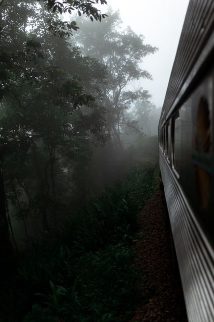 A scenic train passing through a foggy forest, capturing the mystery and beauty of nature.