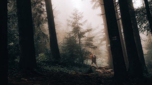 A lone hiker explores a misty, atmospheric forest in the Carpathian mountains.