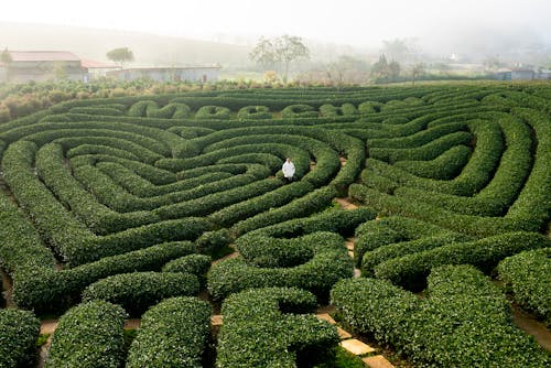 Free Explore a captivating aerial view of a green hedge maze with a person at the center. Stock Photo
