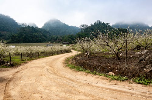 Foto d'estoc gratuïta de camí de carro, camp, camps