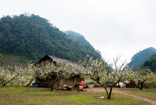 Free A serene rural scene with a house surrounded by blooming trees and mountains. Stock Photo