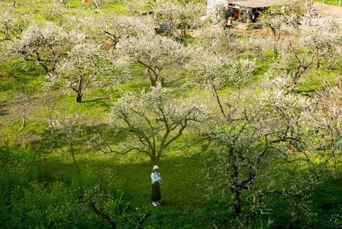 Безкоштовне стокове фото на тему «весна, дерева, жінка»