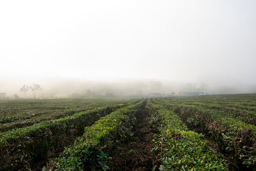 A field of tea plants in the fog