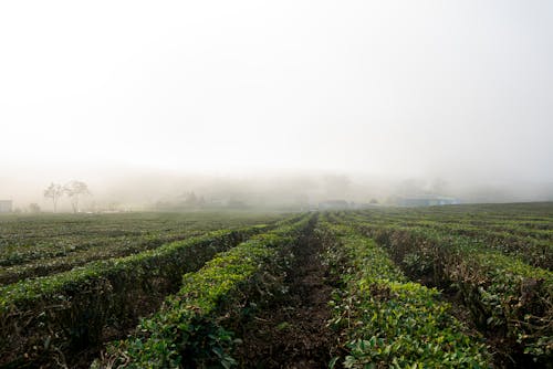 Foto profissional grátis de agricultura, área, garoa