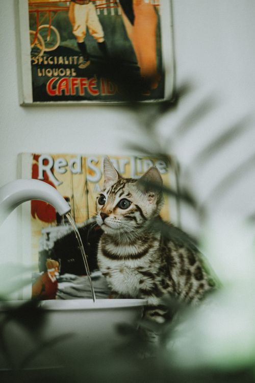 Free Charming Bengal cat sits by a faucet with retro posters in the background. Stock Photo