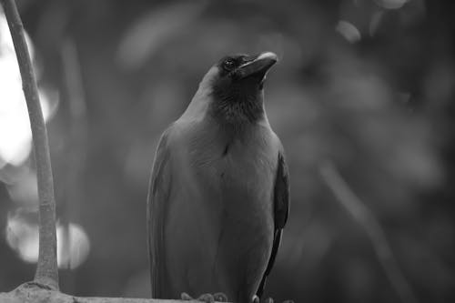 Free Gray Small Beaked Bird on Tree Stock Photo