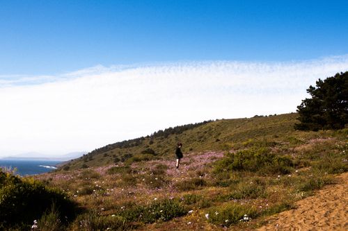 Free A person hikes through a vibrant wildflower meadow near the sea in Arizona. Stock Photo