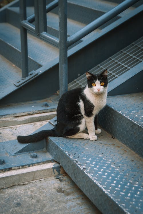 고양이, 금속, 도시의의 무료 스톡 사진