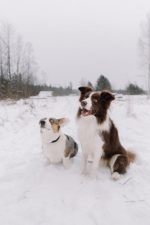 冬季, 冷, 動物攝影 的 免費圖庫相片