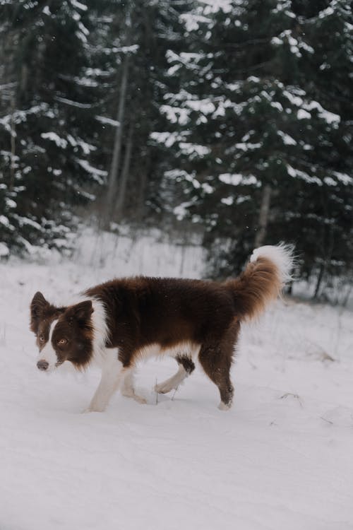 Darmowe zdjęcie z galerii z border collie, drzewa, fotografia zwierzęcia