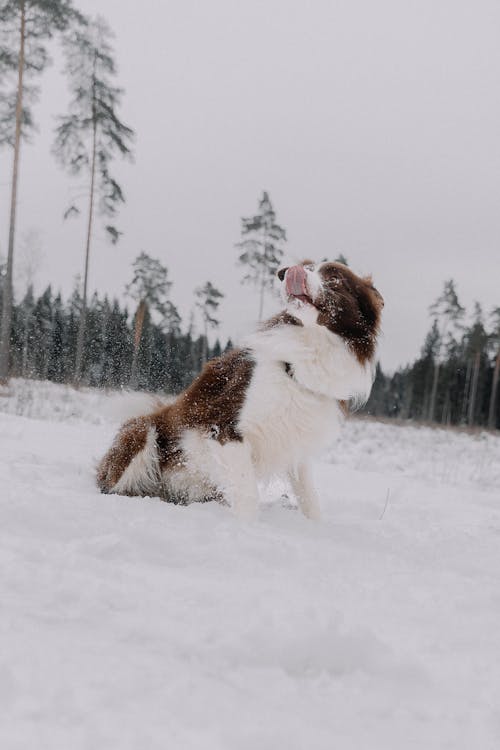 Kostenloses Stock Foto zu bäume, Boarder-Collie, feld