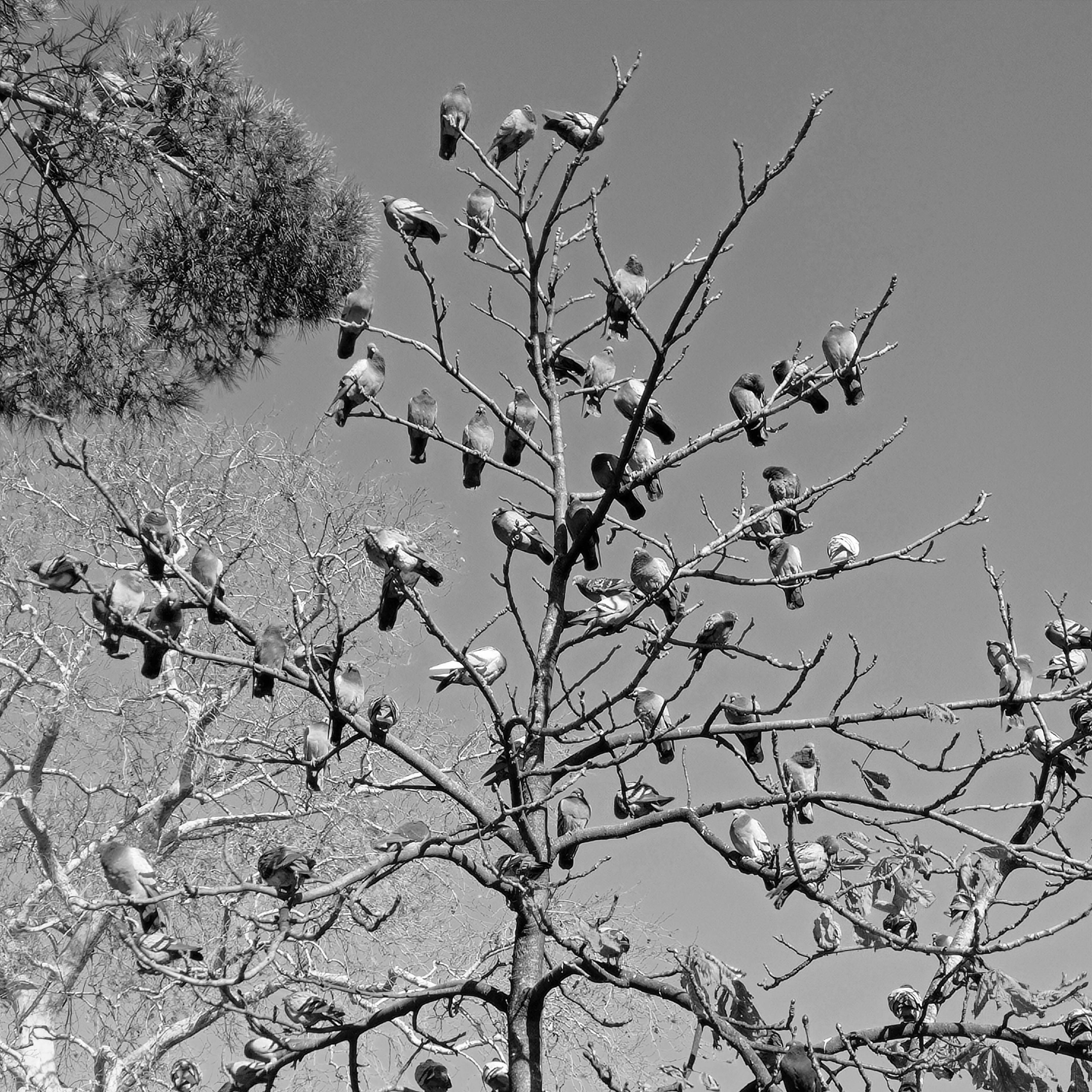 Birds on Leafless Tree
