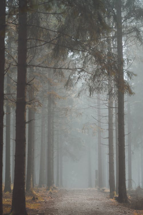 A path through a foggy forest with trees