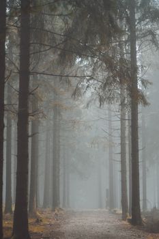 A tranquil forest scene with mist enveloping tall conifer trees along a footpath.